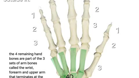Fingers, toes arms and legs