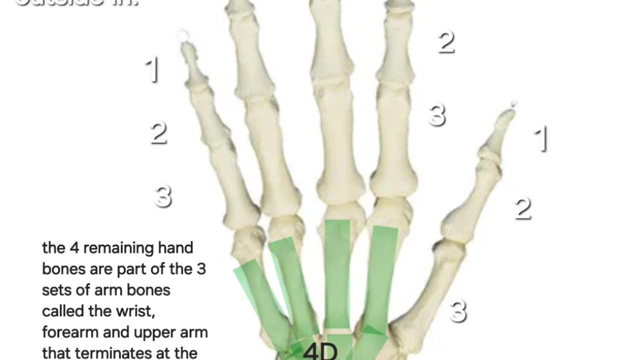 Fingers, toes arms and legs