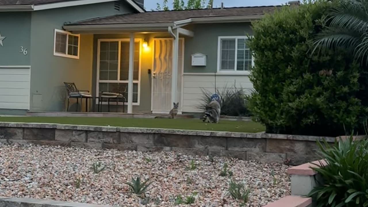 Raccoons Get Frisky While Fox Stares