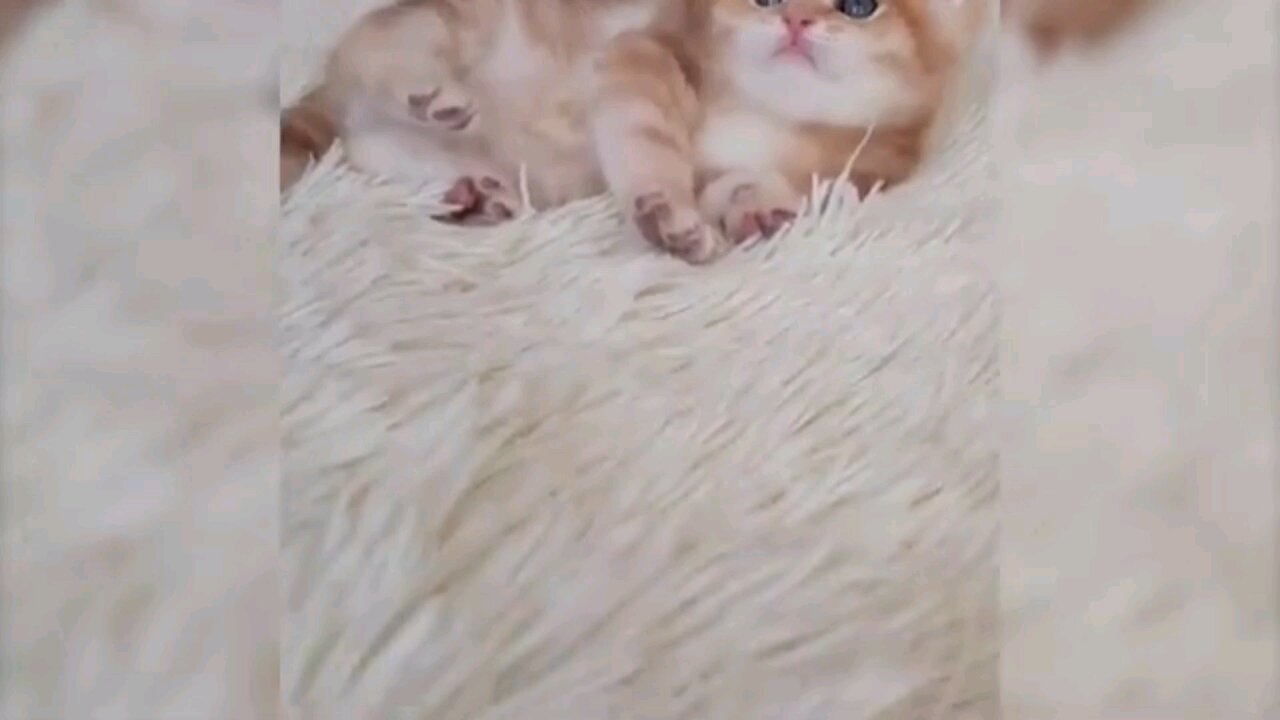 funny videos