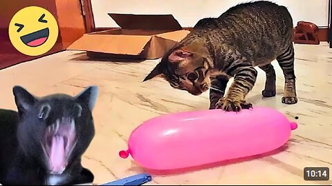 Funny cat videos | Funny animal videos | cats fail moments | try not to laugh | funny dog video