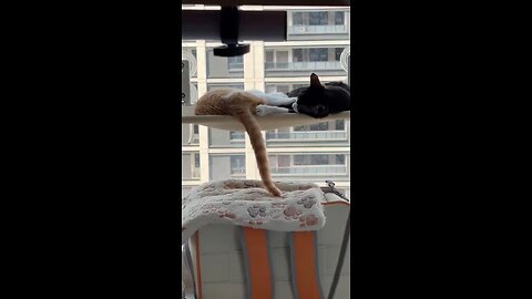 funny vidio cat