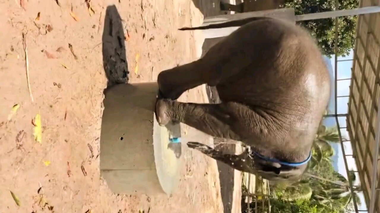 Funny baby elephant is having fun playing with water pipe🐘❤️🥰🤣