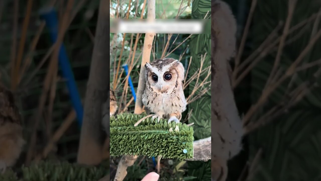 The souvenir lost his mom and came to people asking for help