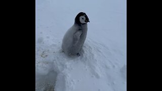 🐧 Exploradores polares rusos rescatan a una cría de pingüino