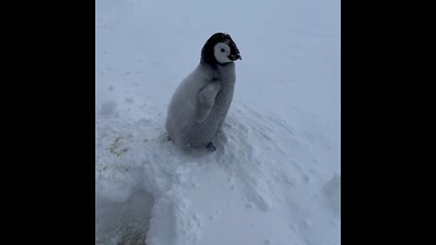 🐧 Exploradores polares rusos rescatan a una cría de pingüino
