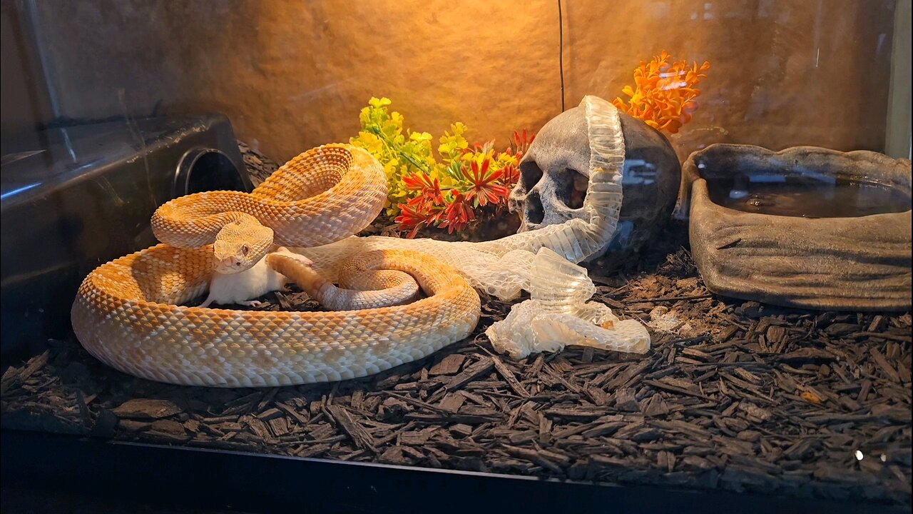 Deadly Western Diamondback Rattlesnake On The Hunt