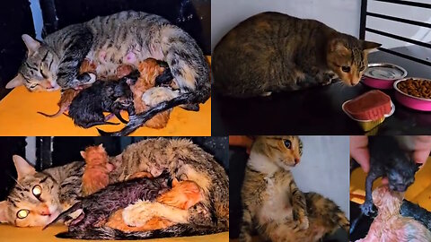 Rescue poor stray mother cat and her newborn kittens