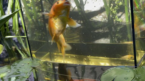 Home pond