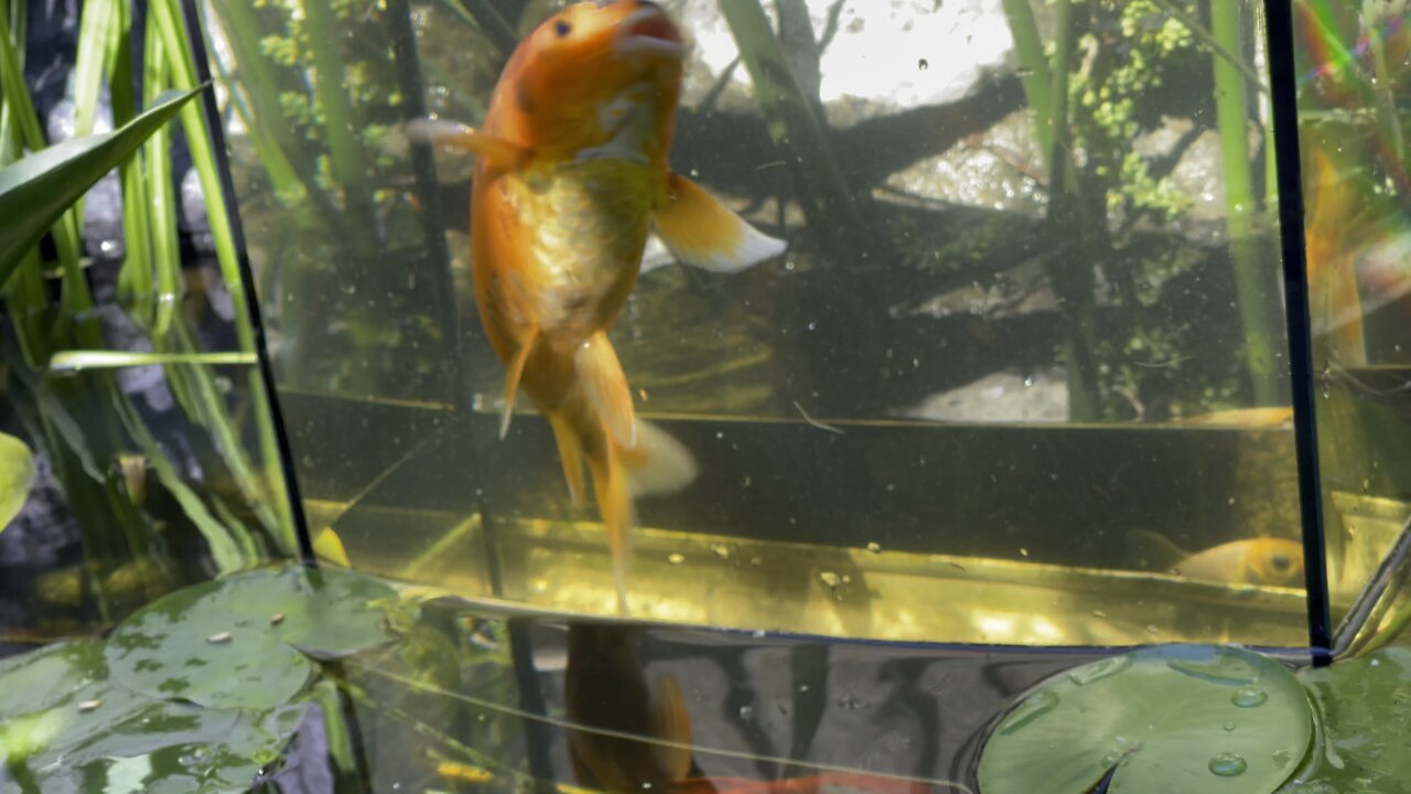 Home pond