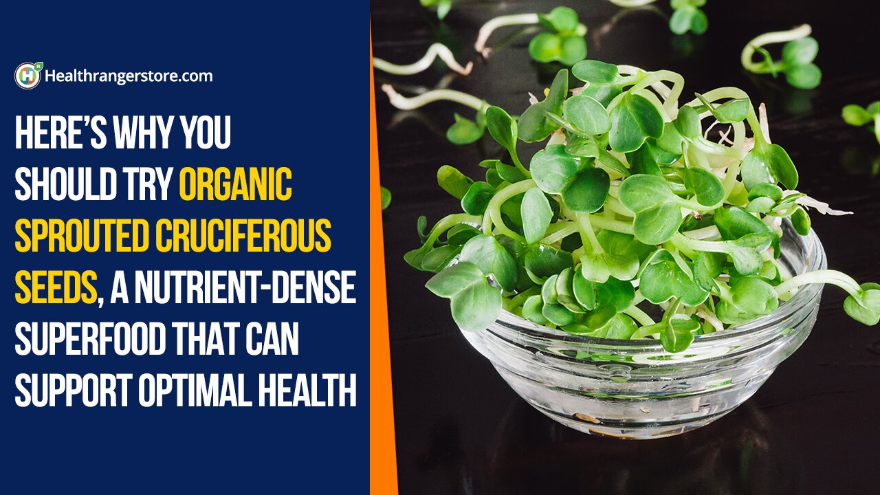 Here’s why you should try Organic Sprouted Cruciferous Seeds, a nutrient-dense superfood that can support optimal health