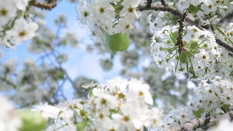 amazing flowers