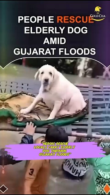 Rescue Tale Exposed Rescue Tale Exposed Jessica & The Dolphin — Viral Rescue Tale Exposed