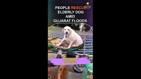 Rescue Tale Exposed Rescue Tale Exposed Jessica & The Dolphin — Viral Rescue Tale Exposed