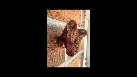 Cecropia Moths Mating