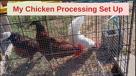 My Chicken Processing Set Up