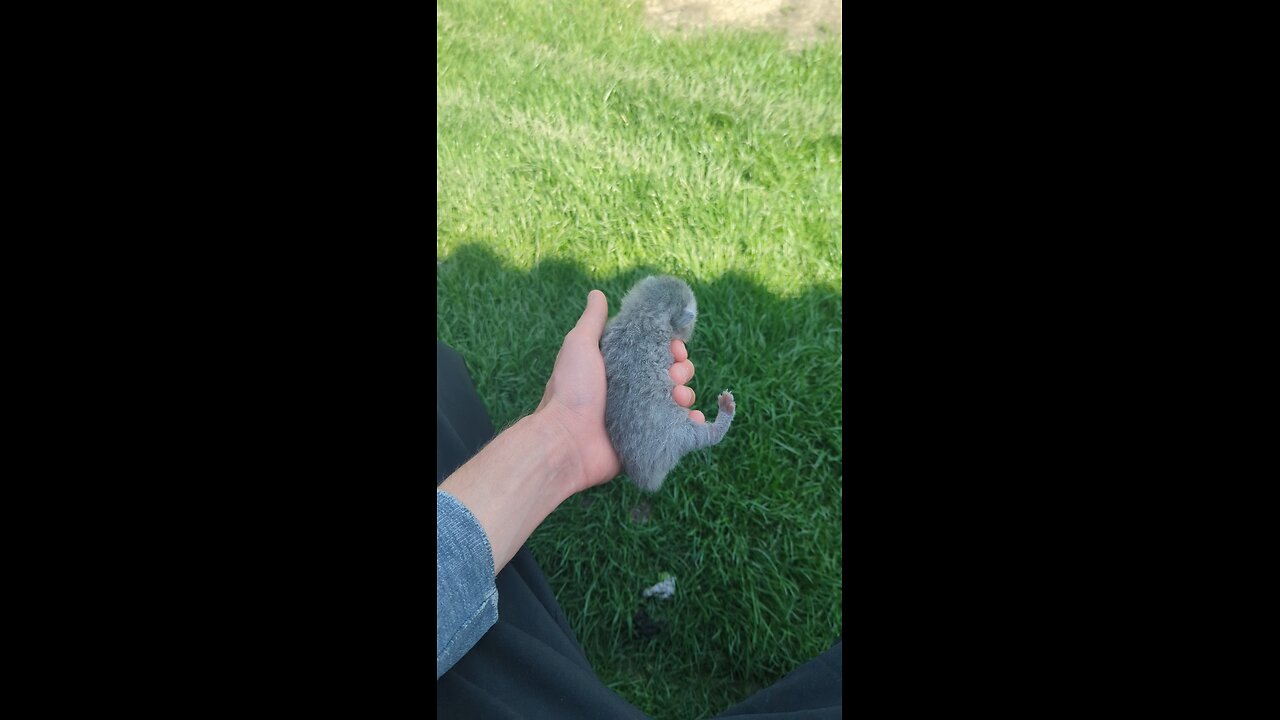 cute cat 😍