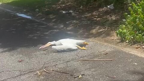 Pelicans drop dead out of the sky