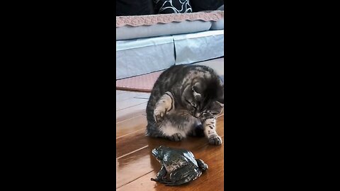 Funny cat 🐱😍🐱
