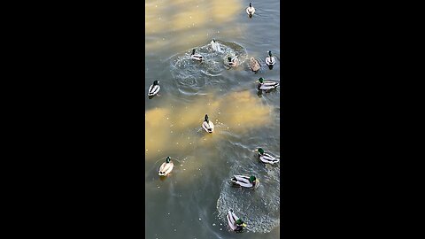 Mallard Ducks 🦆 #mallardducks #shorts #viral #trending #followme #ducks