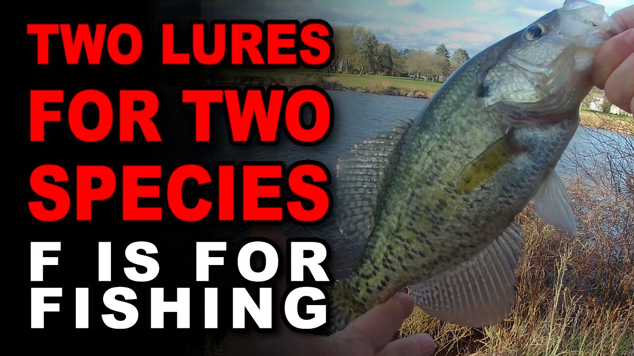 Two Lures For Two Species