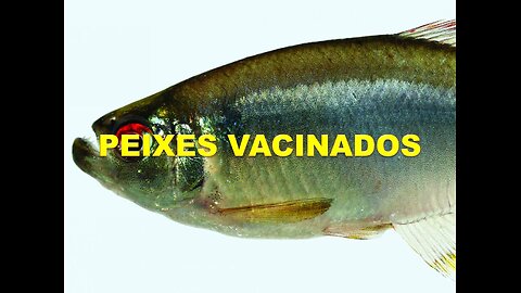 PEIXES VACINADOS - A DESGRAÇA NOS NOSSOS PRATOS