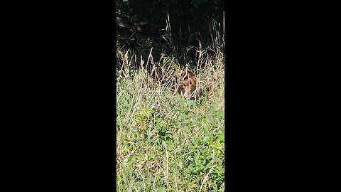 A Deer in Tall Grass