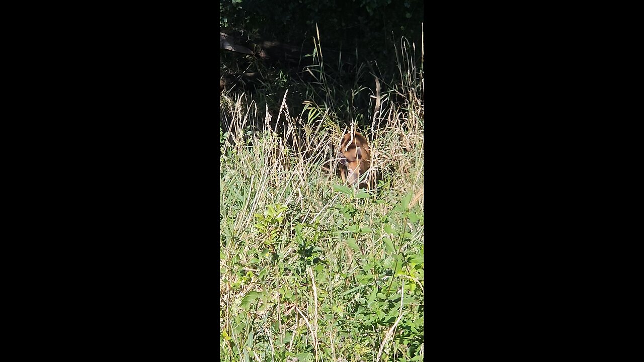 A Deer in Tall Grass