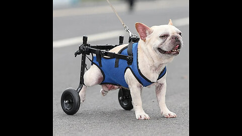 Adjustable Mobility Aid Ergonomic Dog Wheelchair