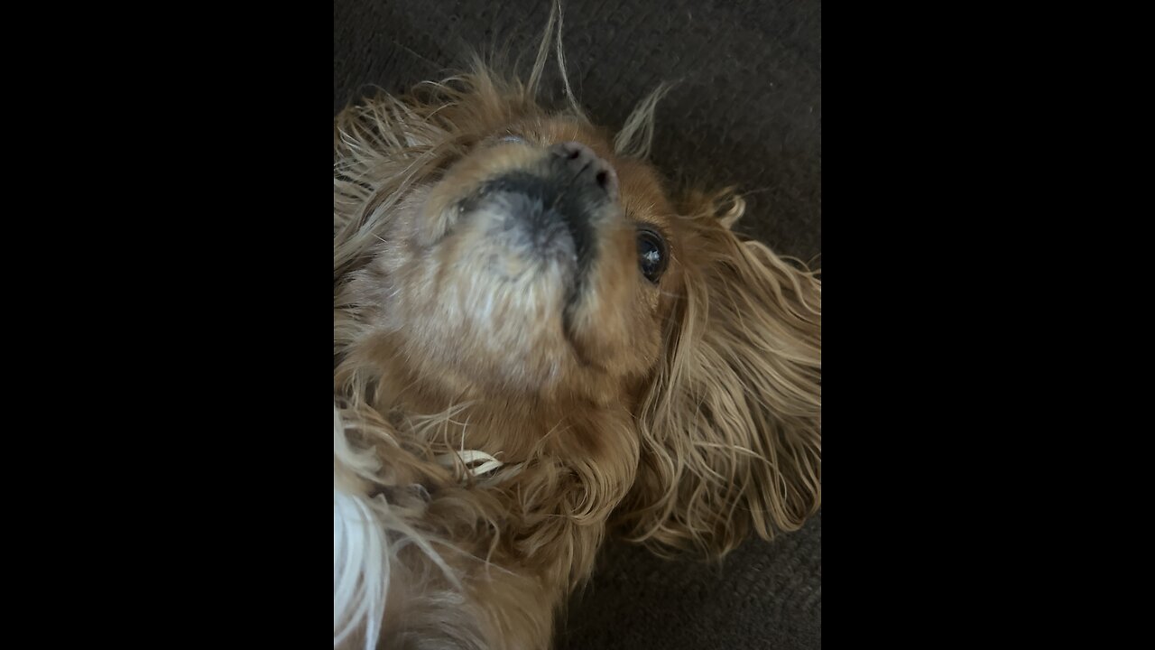 CutieCavaliers