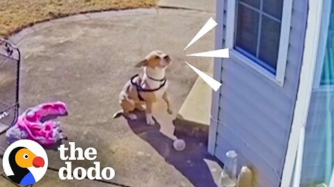 Stray Pittie Cries Outside Their Door To Be Let In From The Cold | The Dodo