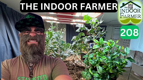 The Indoor Farmer ep208, Miss Lemone Gets A Transplant & More, Let's Grow!