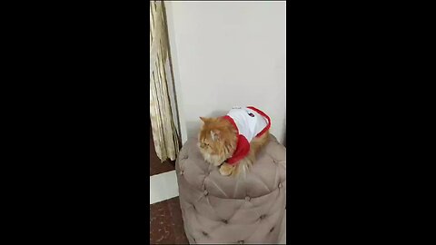 so cute cat