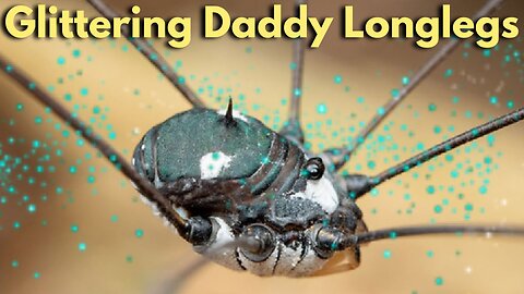 New Glittering Fossils of Daddy Long-legs Found