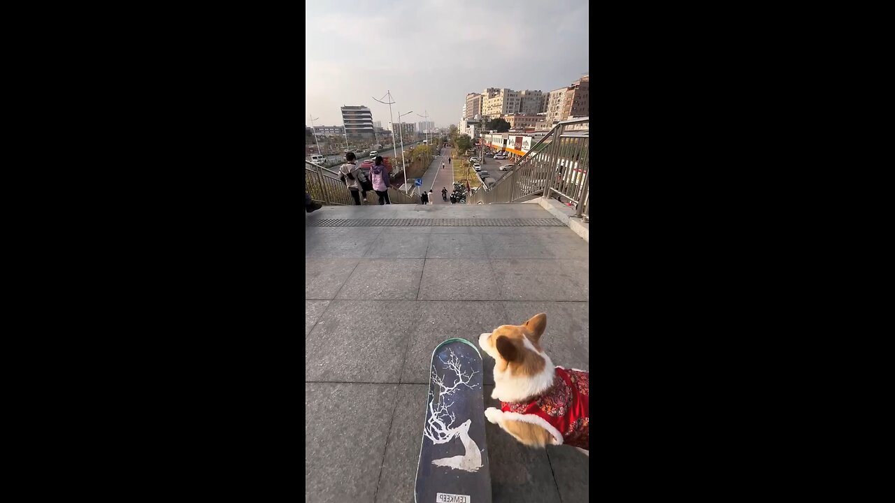 Dog education