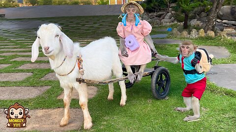 YiYi takes goat to find YinYin because she loved him so much