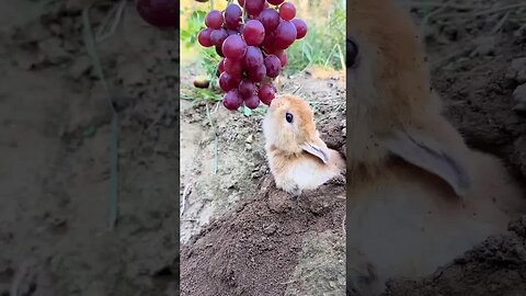 Use grapes to lure the little rabbit out of the hole Cute pet debut plan Rabbit Pastoral cute pe