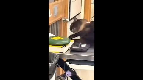 Silly Cat