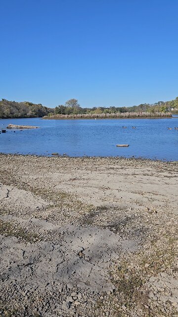 White Herons on the Fox River