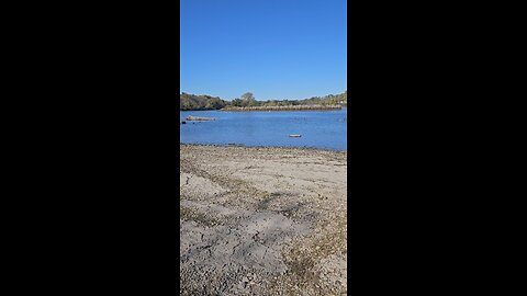 White Herons on the Fox River