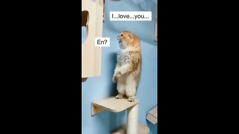 I love you cat