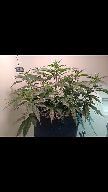 Gorilla Cookies auto week 4 day 2