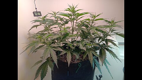 Gorilla Cookies auto week 4 day 2