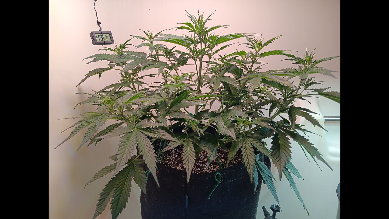 Gorilla Cookies auto week 4 day 2