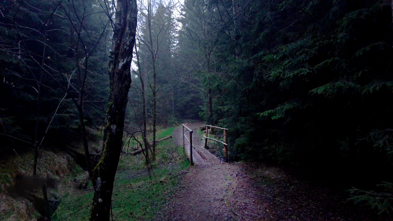 Into The Moor In Fog - Mysterious Forest ASMR Ambience