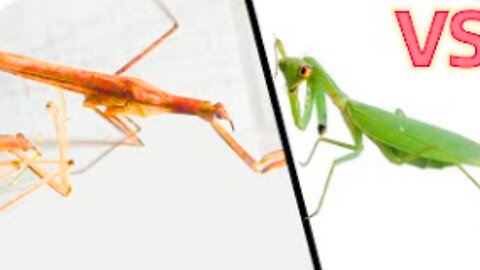 Broken arm mantis VS Water mantis, what will happen