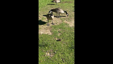 Canada Goose 🪿 #canadagoose #shorts #followme #viral #trending