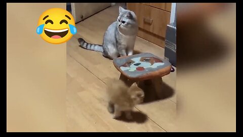 Funny Cat and Dog Clips 2025 Watch without laughing