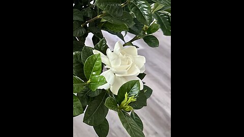 Test Stream 5-21 #1