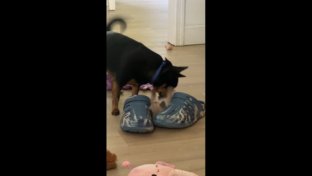 Dog and cat kitten playing